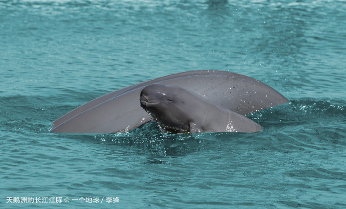 豚云客户端云闪付app官方下载