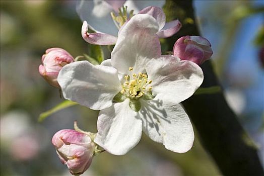 花播苹果版电视直播软件苹果版-第2张图片-太平洋在线下载